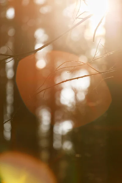 Ormanda gün batımı — Stok fotoğraf