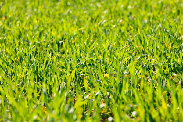 Latar belakang rumput — Stok Foto