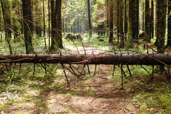 Foresta arborea — Foto Stock