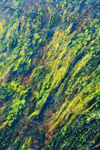 川における藻類 — ストック写真