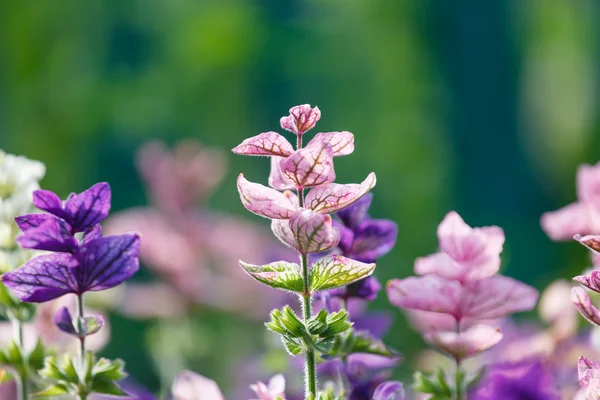 Flores púrpuras — Foto de Stock