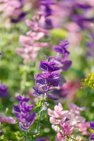 Fleurs violettes — Photo