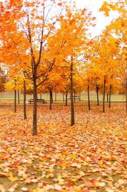 Sonbahar Parkı