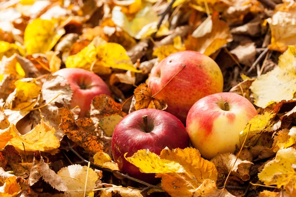 Manzanas de otoño —  Fotos de Stock