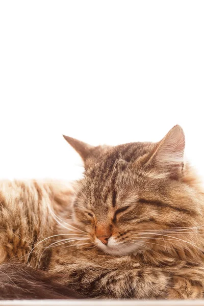 Gato durmiendo — Foto de Stock