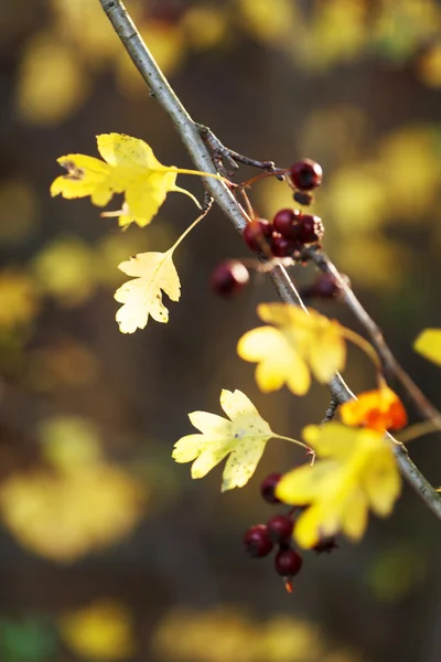 Autumn berries — Stock Photo, Image