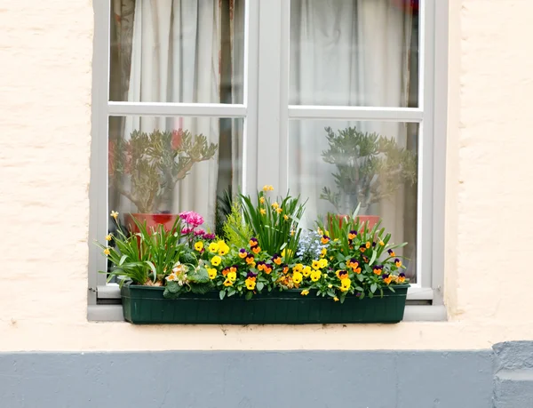 Flores en una ventana — Foto de Stock