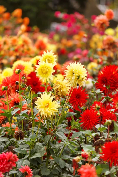 カラフルなダリアの花 — ストック写真