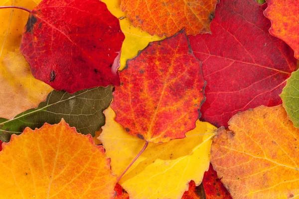 Autumn leaves — Stock Photo, Image