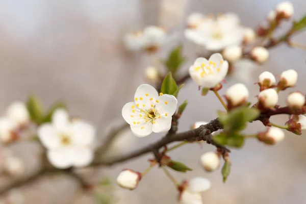 Jardin de printemps — Photo