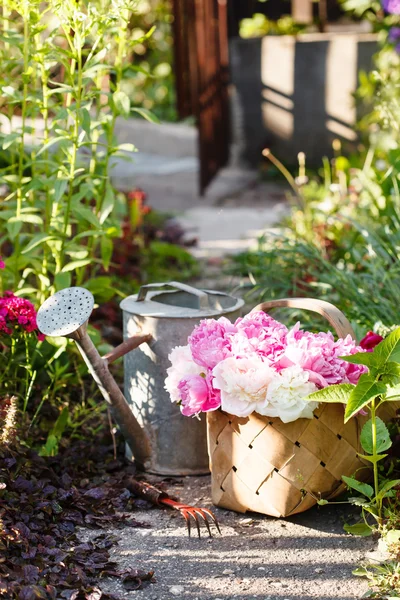 Peonie nel cestino — Foto Stock