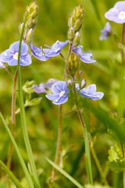 Unutma beni çiçekleri.