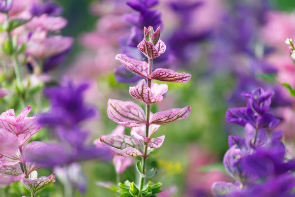 Purple flowers — Stock Photo, Image