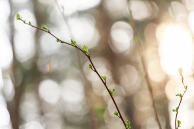 Ormanda gün batımı