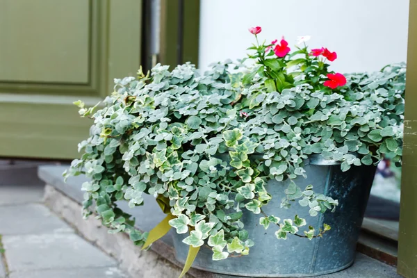 屋外の花 — ストック写真