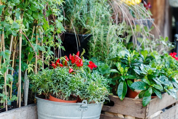 Blumen im Freien — Stockfoto