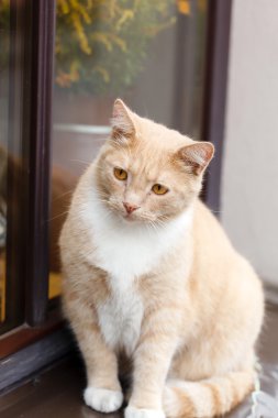 Kızıl saçlı yetişkin kedi