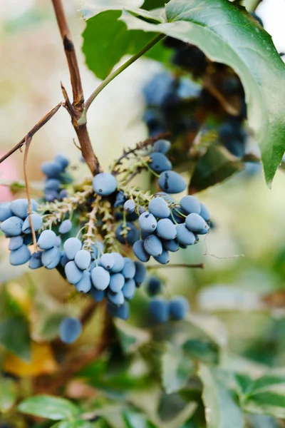 Bacche fresche blu caprifoglio woodbine — Foto Stock