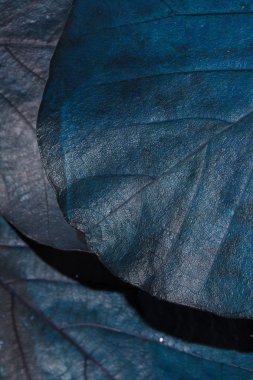 doku sonbahar yaprakları