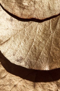 turuncu yaprak dokusu