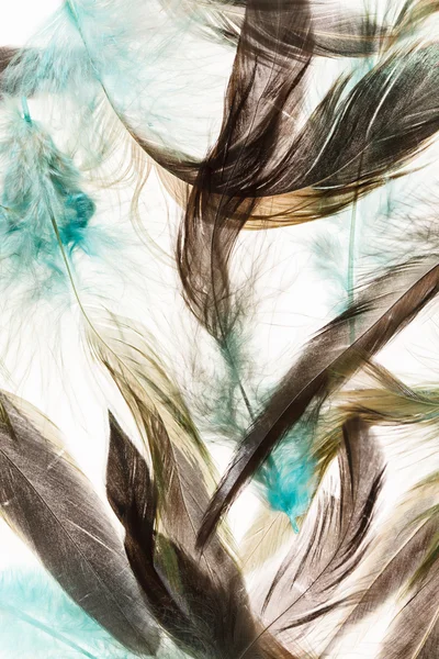 Bird feather background — Stock Photo, Image