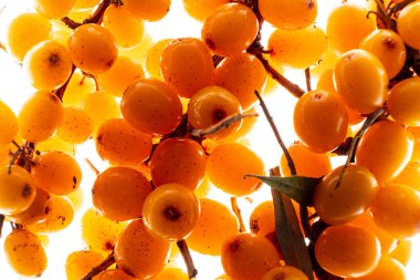 Büyük bir deniz karabatağı sürüsü..