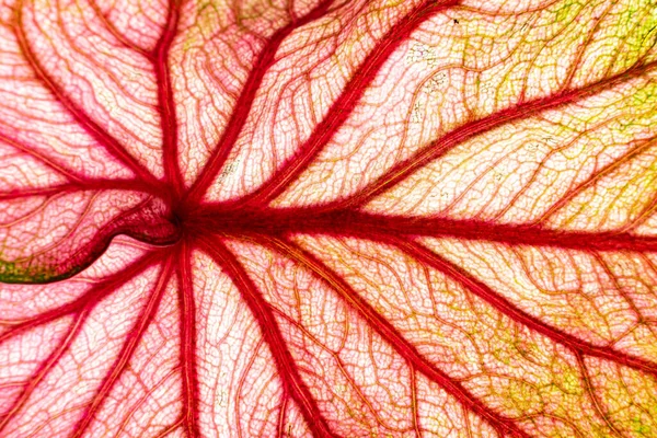 Каладиевое Растение Зелеными Листьями Белом Фоне — стоковое фото