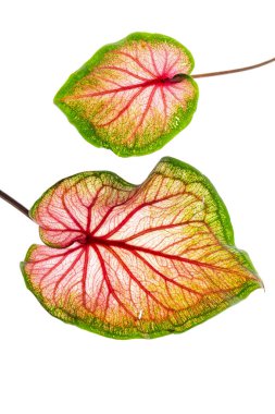 Beyaz arka planda yeşil yapraklı Calaadium bitkisi. 