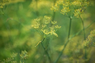 Çiçek açan dereotunun (Fennel) yaz mevsiminde yeşil bir alanda yaz arkaplanı