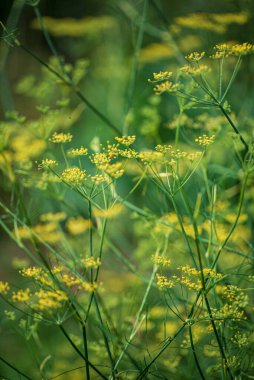 Çiçek açan dereotunun (Fennel) yaz mevsiminde yeşil bir alanda yaz arkaplanı