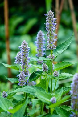 Agastache Mavi Talih Mavisi Anise Hyssop bitkisel bir sınırda