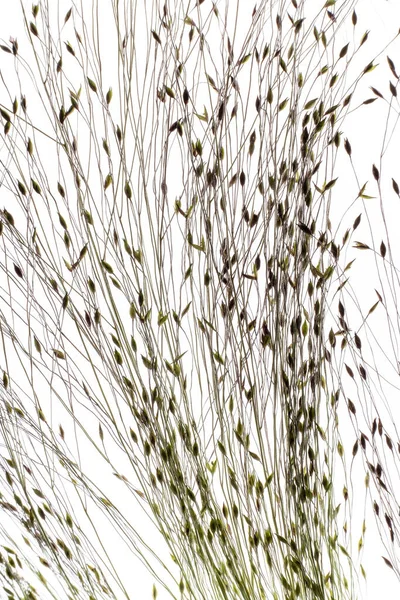 Суха Рослина Насінням Білому — стокове фото