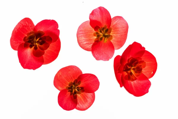 Begonia Roja Flores Sobre Fondo Blanco —  Fotos de Stock