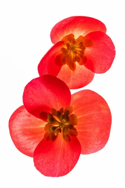 Röd Begonia Blommor Den Vita Bakgrunden — Stockfoto
