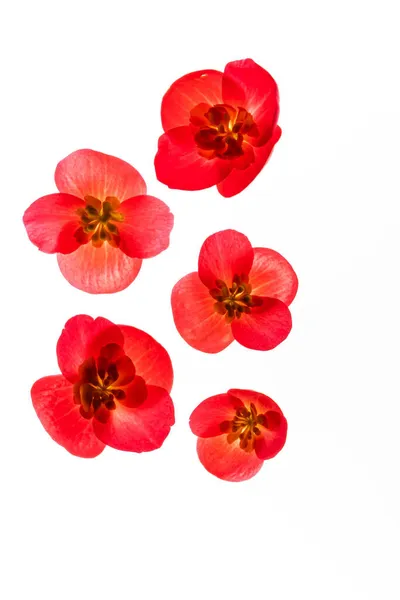 白色背景上的红色秋海棠花 — 图库照片