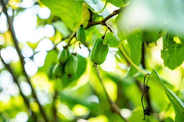 在花园里的枝条上 挂着一丛串葡萄干浆果 猕猴桃 — 图库照片
