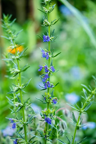 Agastache Blue Fortune Blue Fortune Anise Hyssop Uma Fronteira Herbácea — Fotografia de Stock