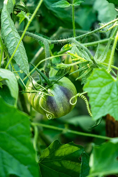 Gröna Tomater Den Ekologiska Trädgården — Stockfoto