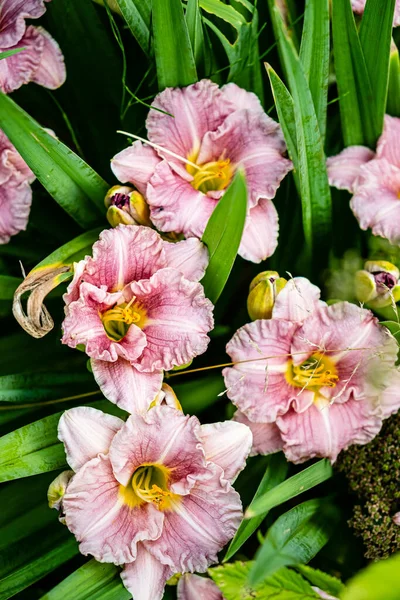 Rosa Taglilie Garten — Stockfoto