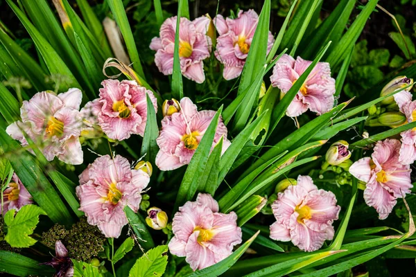 Rosa Taglilie Garten — Stockfoto
