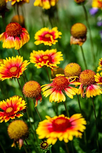 Flores Helenio Amarillo Naranja Florecientes Jardín — Foto de Stock