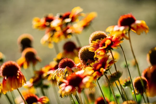 花园里盛开的黄色和橙色的芙蓉花 — 图库照片