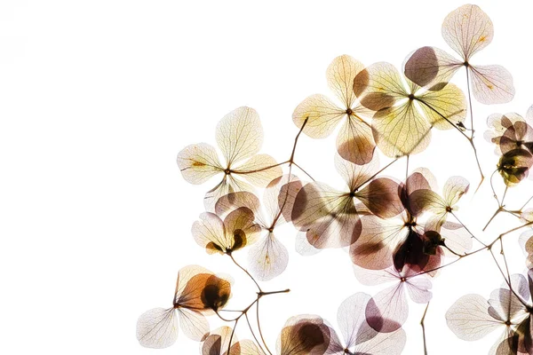 Hydrangea Blommor Vit Bakgrund — Stockfoto
