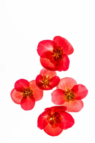 Red Begonia Flowers White Background — Stock Photo, Image