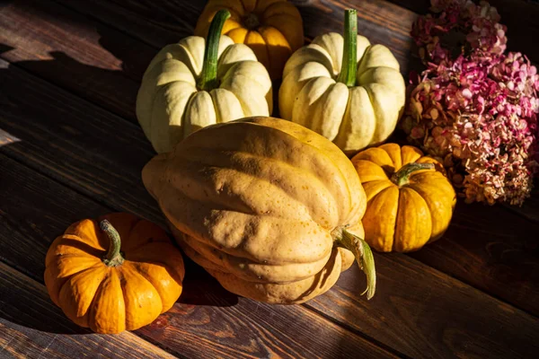 Pumpkins Dark Wooden Background Halloween Harvesting Thanksgiving Concept — Stock Photo, Image