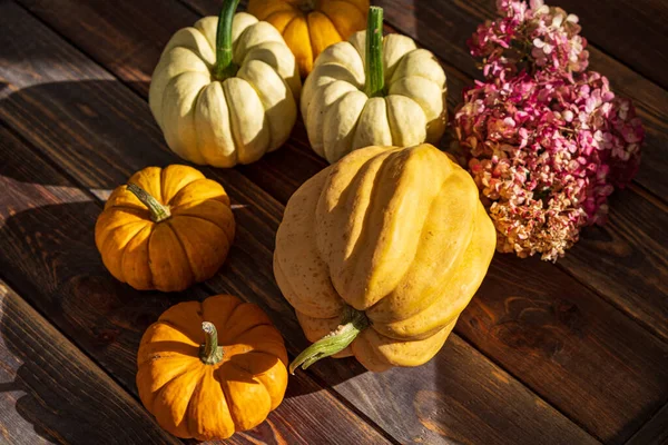 Pumpkins Dark Wooden Background Halloween Harvesting Thanksgiving Concept — Stock Photo, Image