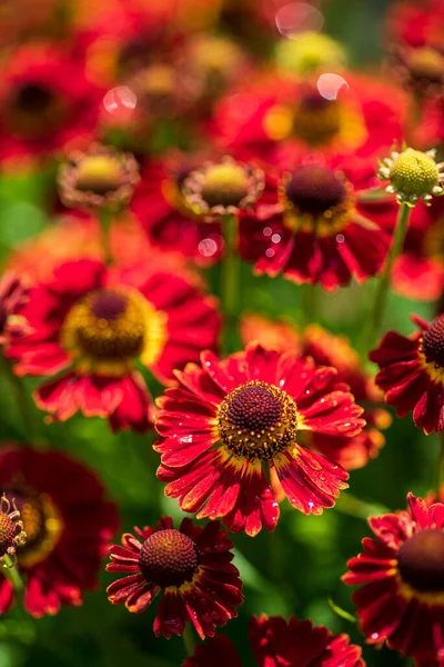 Herbstgelenium Rote Blumen Auf Einem Leuchtend Grünen Und Verschwommenen Hintergrund — Stockfoto