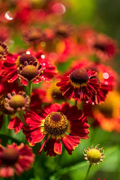 Φθινοπωρινό Ζελήνιο Κόκκινα Λουλούδια Ένα Φωτεινό Πράσινο Και Θολή Φόντο — Φωτογραφία Αρχείου
