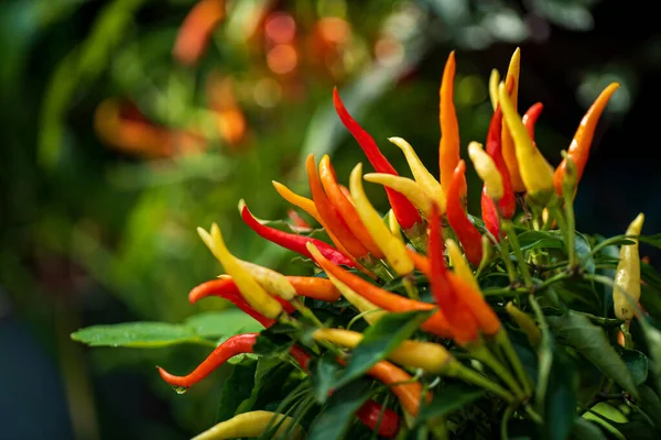 Papryka Chili Doniczkach Czarnym Tle — Zdjęcie stockowe