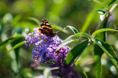 Yaz kelebeği leylak çiçekleriyle besleniyor, sarı-turuncu Buda anteni ile besleniyor, lepidoptera olarak da bilinir.. 